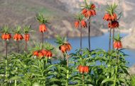 Guldexwînên Kurdistanê