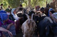 Yusuf Kaynak: Bêrî û Bêrîvan li cem Kurdê Anadoliyê